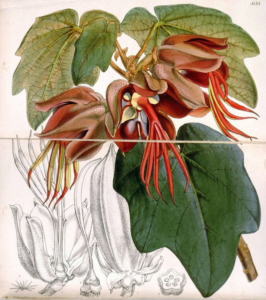 Curtis's botanical magazine. London ; New York [etc.] :Academic Press [etc.]. | "Botanical illustration" Botany Periodicals "Pictorial works" "Plants, Ornamental"  | Vintage Print Reproduction 453314