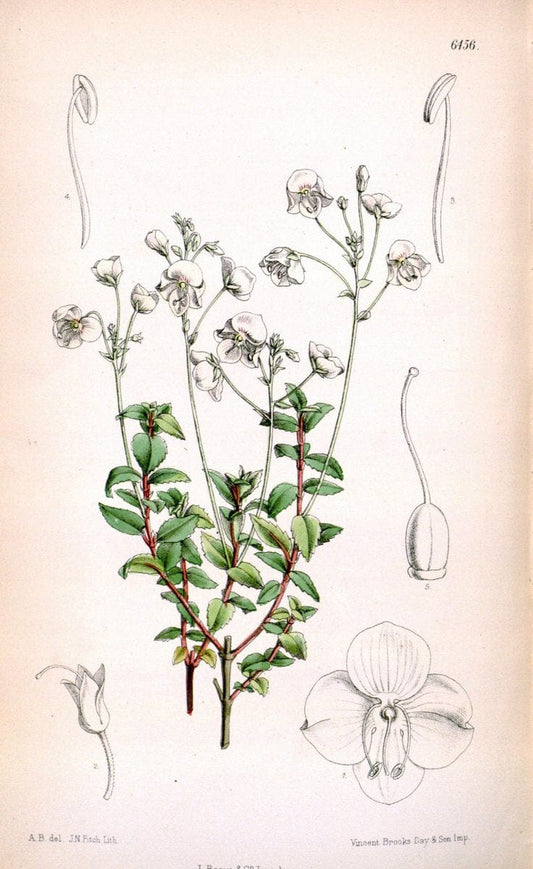 Curtis's botanical magazine. London ; New York [etc.] :Academic Press [etc.]. | "Botanical illustration" Botany Periodicals "Pictorial works" "Plants, Ornamental"  | Vintage Print Reproduction 453315