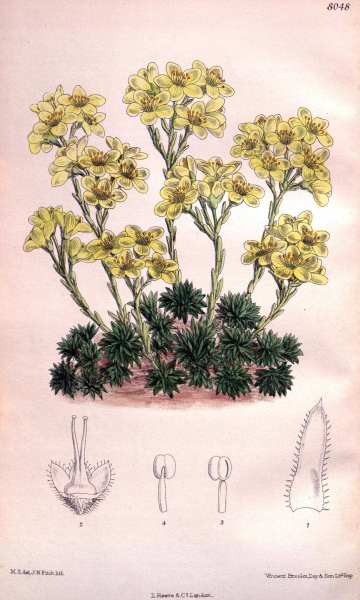 Curtis's botanical magazine. London ; New York [etc.] :Academic Press [etc.]. | "Botanical illustration" Botany Periodicals "Pictorial works" "Plants, Ornamental"  | Vintage Print Reproduction 453317
