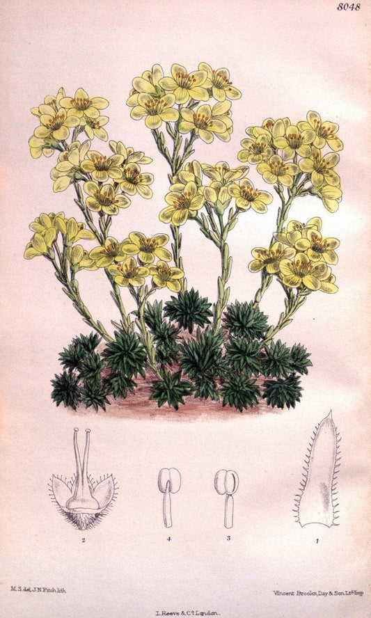 Curtis's botanical magazine. London ; New York [etc.] :Academic Press [etc.]. | "Botanical illustration" Botany Periodicals "Pictorial works" "Plants, Ornamental"  | Vintage Print Reproduction 453317