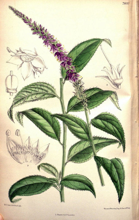 Curtis's botanical magazine. London ; New York [etc.] :Academic Press [etc.]. | "Botanical illustration" Botany Periodicals "Pictorial works" "Plants, Ornamental"  | Vintage Print Reproduction 453318
