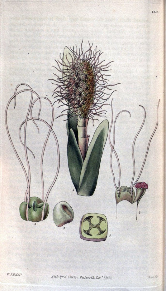 Curtis's botanical magazine. London ; New York [etc.] :Academic Press [etc.]. | "Botanical illustration" Botany Periodicals "Pictorial works" "Plants, Ornamental"  | Vintage Print Reproduction 453322