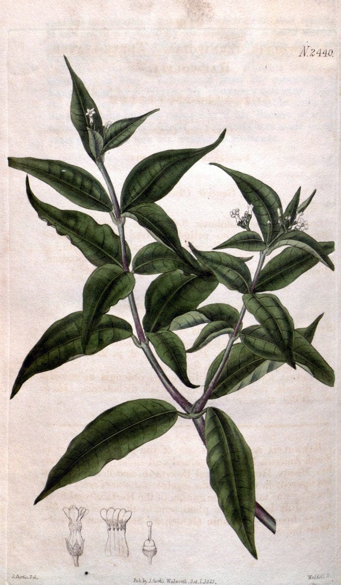 Curtis's botanical magazine. London ; New York [etc.] :Academic Press [etc.]. | "Botanical illustration" Botany Periodicals "Pictorial works" "Plants, Ornamental"  | Vintage Print Reproduction 453323