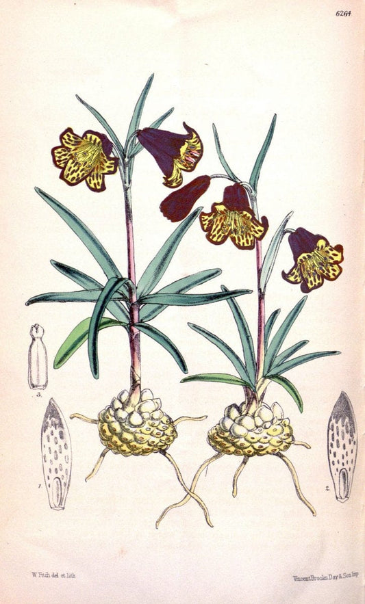 Curtis's botanical magazine. London ; New York [etc.] :Academic Press [etc.]. | "Botanical illustration" Botany Periodicals "Pictorial works" "Plants, Ornamental"  | Vintage Print Reproduction 453324