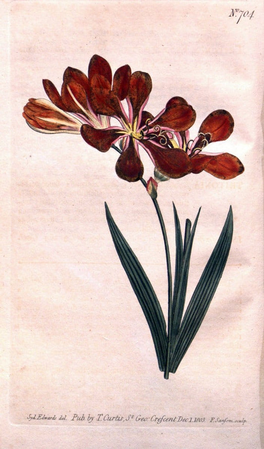 Curtis's botanical magazine..London ;New York [etc.] :Academic Press [etc.]. |  | Vintage Print Reproduction 453325