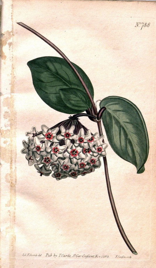 Curtis's botanical magazine. London ;New York [etc.] :Academic Press [etc.]. | Botany Periodicals "Pictorial works"  | Vintage Print Reproduction 453326