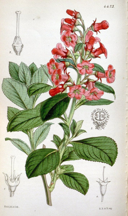Curtis's botanical magazine. London ;New York [etc.] :Academic Press [etc.]. | Botany Periodicals "Pictorial works"  | Vintage Print Reproduction 453327