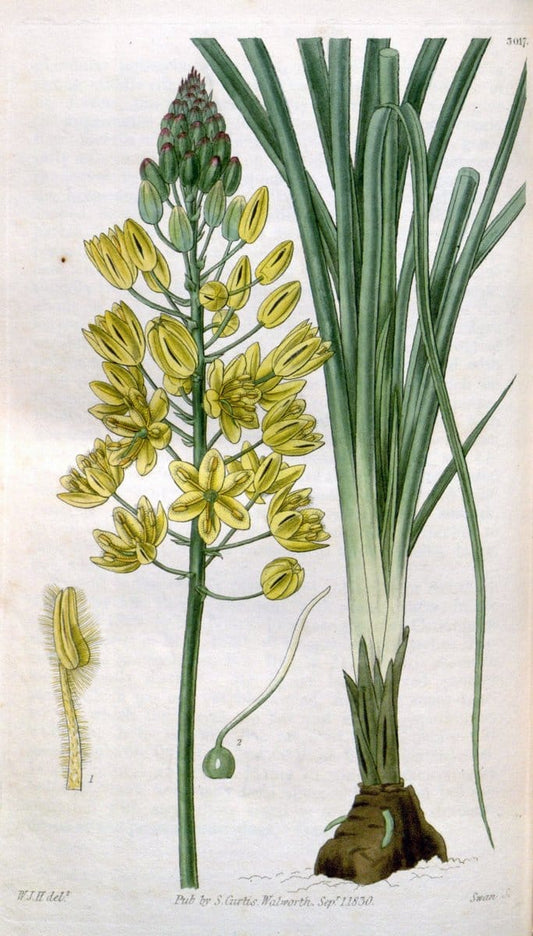 Curtis's botanical magazine. London ;New York [etc.] :Academic Press [etc.]. | Botany Periodicals "Pictorial works"  | Vintage Print Reproduction 453328