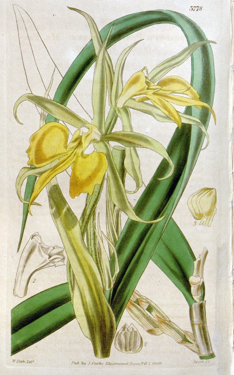 Curtis's botanical magazine. London ;New York [etc.] :Academic Press [etc.]. | Botany Periodicals "Pictorial works"  | Vintage Print Reproduction 453329