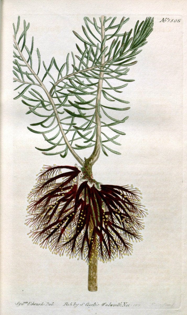 Curtis's botanical magazine. London ; New York [etc.] :Academic Press [etc.]. | "Botanical illustration" Botany Periodicals "Pictorial works" "Plants, Ornamental"  | Vintage Print Reproduction 453330