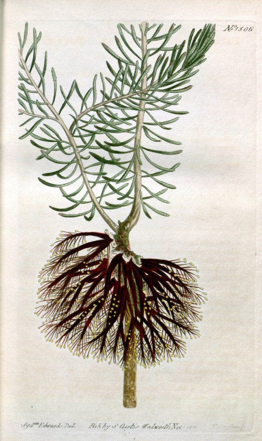 Curtis's botanical magazine. London ; New York [etc.] :Academic Press [etc.]. | "Botanical illustration" Botany Periodicals "Pictorial works" "Plants, Ornamental"  | Vintage Print Reproduction 453330