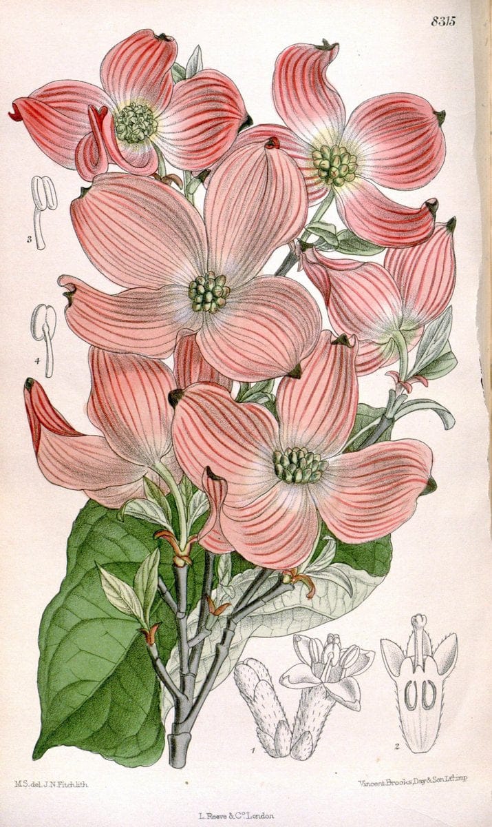 Curtis's botanical magazine. London ; New York [etc.] :Academic Press [etc.]. | "Botanical illustration" Botany Periodicals "Pictorial works" "Plants, Ornamental"  | Vintage Print Reproduction 453332