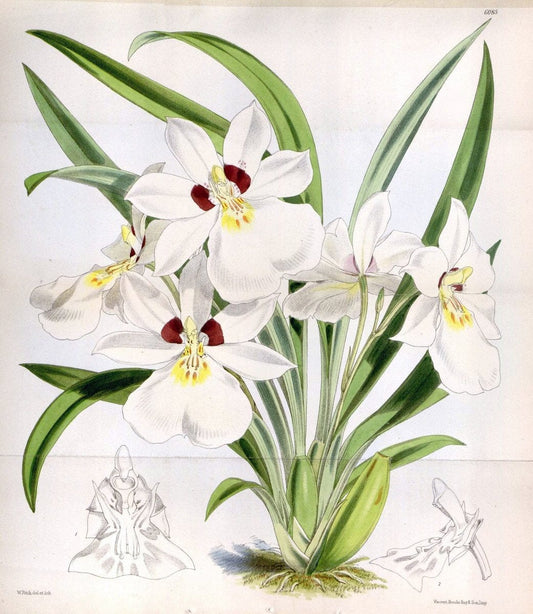 Curtis's botanical magazine. London ; New York [etc.] :Academic Press [etc.]. | "Botanical illustration" Botany Periodicals "Pictorial works" "Plants, Ornamental"  | Vintage Print Reproduction 453333