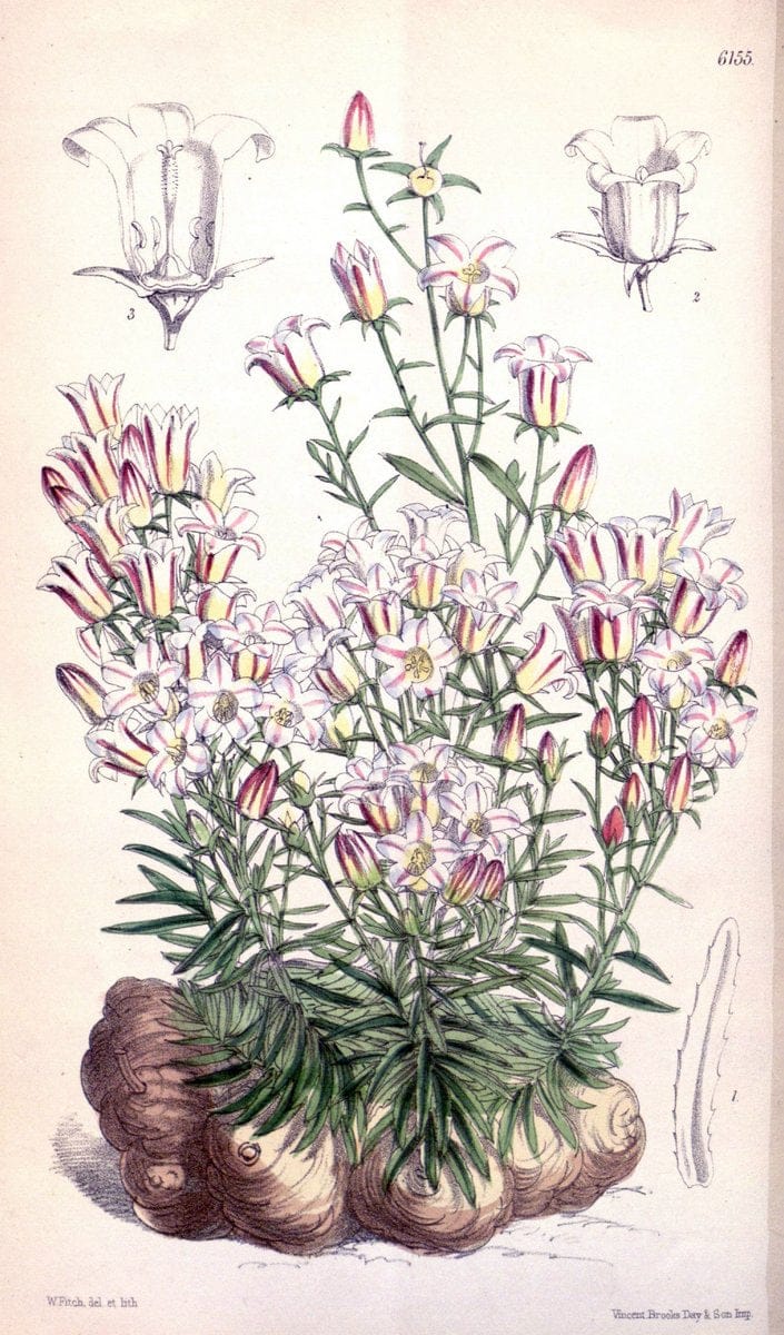 Curtis's botanical magazine. London ; New York [etc.] :Academic Press [etc.]. | "Botanical illustration" Botany Periodicals "Pictorial works" "Plants, Ornamental"  | Vintage Print Reproduction 453334