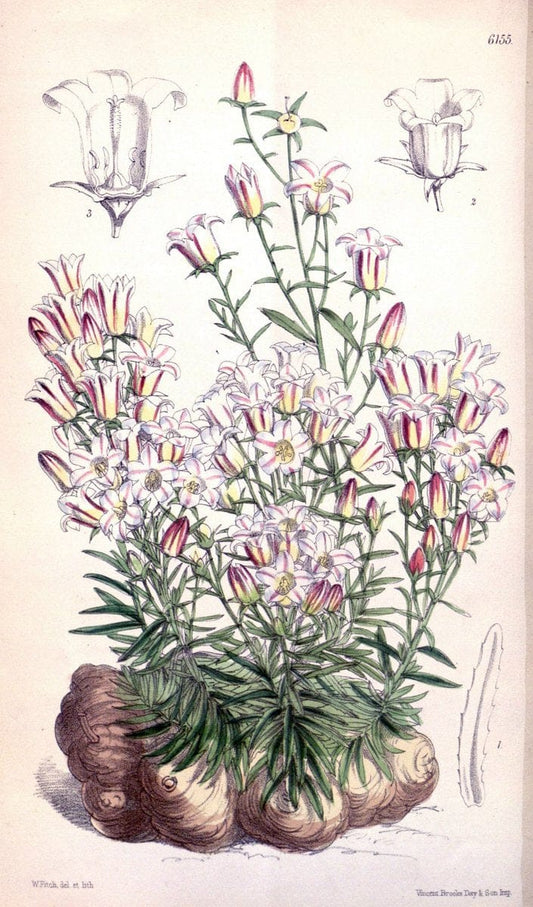 Curtis's botanical magazine. London ; New York [etc.] :Academic Press [etc.]. | "Botanical illustration" Botany Periodicals "Pictorial works" "Plants, Ornamental"  | Vintage Print Reproduction 453334