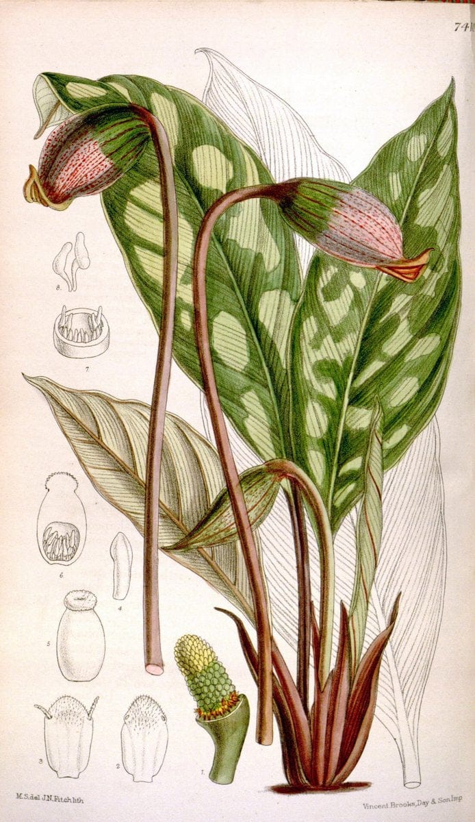 Curtis's botanical magazine. London ; New York [etc.] :Academic Press [etc.]. | "Botanical illustration" Botany Periodicals "Pictorial works" "Plants, Ornamental"  | Vintage Print Reproduction 453335