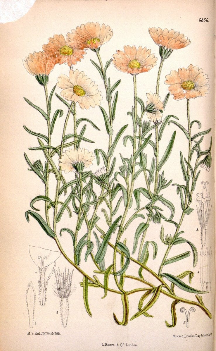 Curtis's botanical magazine. London ; New York [etc.] :Academic Press [etc.]. | "Botanical illustration" Botany Periodicals "Pictorial works" "Plants, Ornamental"  | Vintage Print Reproduction 453336