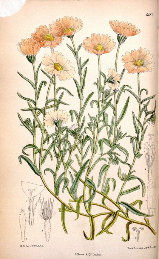 Curtis's botanical magazine. London ; New York [etc.] :Academic Press [etc.]. | "Botanical illustration" Botany Periodicals "Pictorial works" "Plants, Ornamental"  | Vintage Print Reproduction 453336