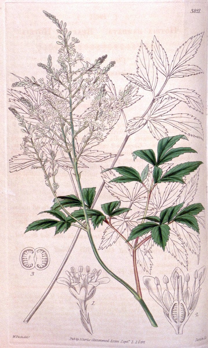 Curtis's botanical magazine. London ; New York [etc.] :Academic Press [etc.]. | "Botanical illustration" Botany Periodicals "Pictorial works" "Plants, Ornamental"  | Vintage Print Reproduction 453337
