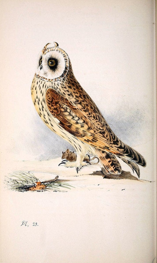 Coloured illustrations of British birds, and their eggs /.London :G.W. Nickisson,1842-1850.. |  | Vintage Print Reproduction 453338