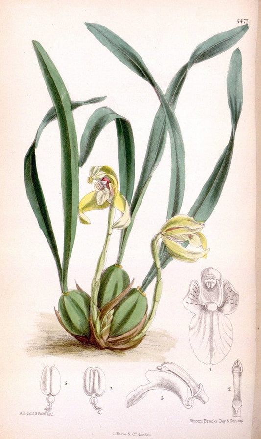 Curtis's botanical magazine. London ; New York [etc.] :Academic Press [etc.]. | "Botanical illustration" Botany Periodicals "Pictorial works" "Plants, Ornamental"  | Vintage Print Reproduction 453339