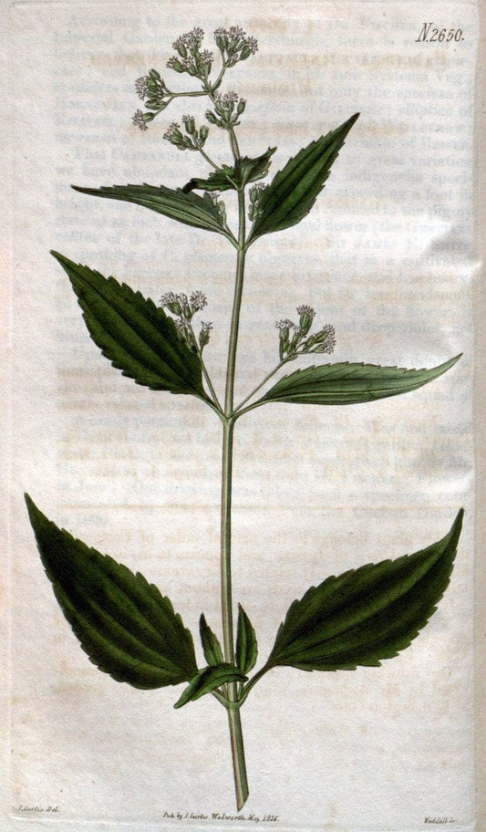 Curtis's botanical magazine. London ; New York [etc.] :Academic Press [etc.]. | "Botanical illustration" Botany Periodicals "Pictorial works" "Plants, Ornamental"  | Vintage Print Reproduction 453340