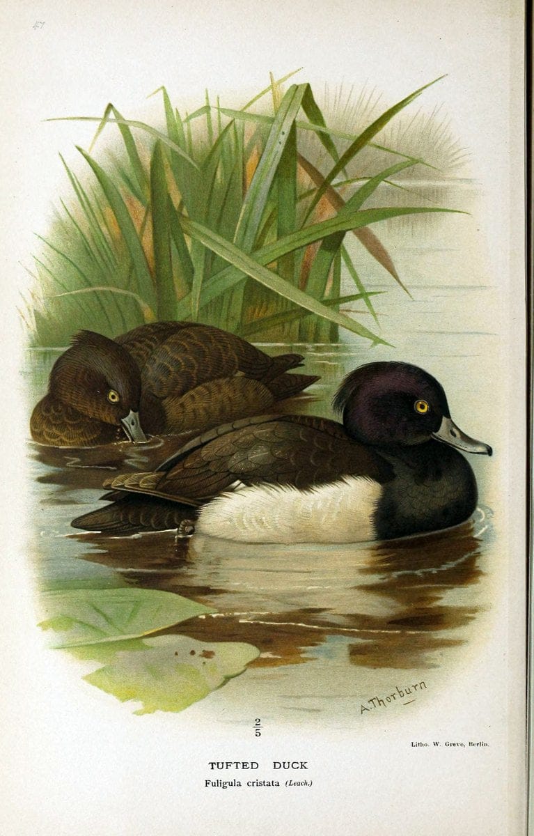 Coloured figures of the birds of the British Islands / issued by Lord Lilford. London :R | Birds "Great Britain" "Pictorial works"  | Vintage Print Reproduction 453341