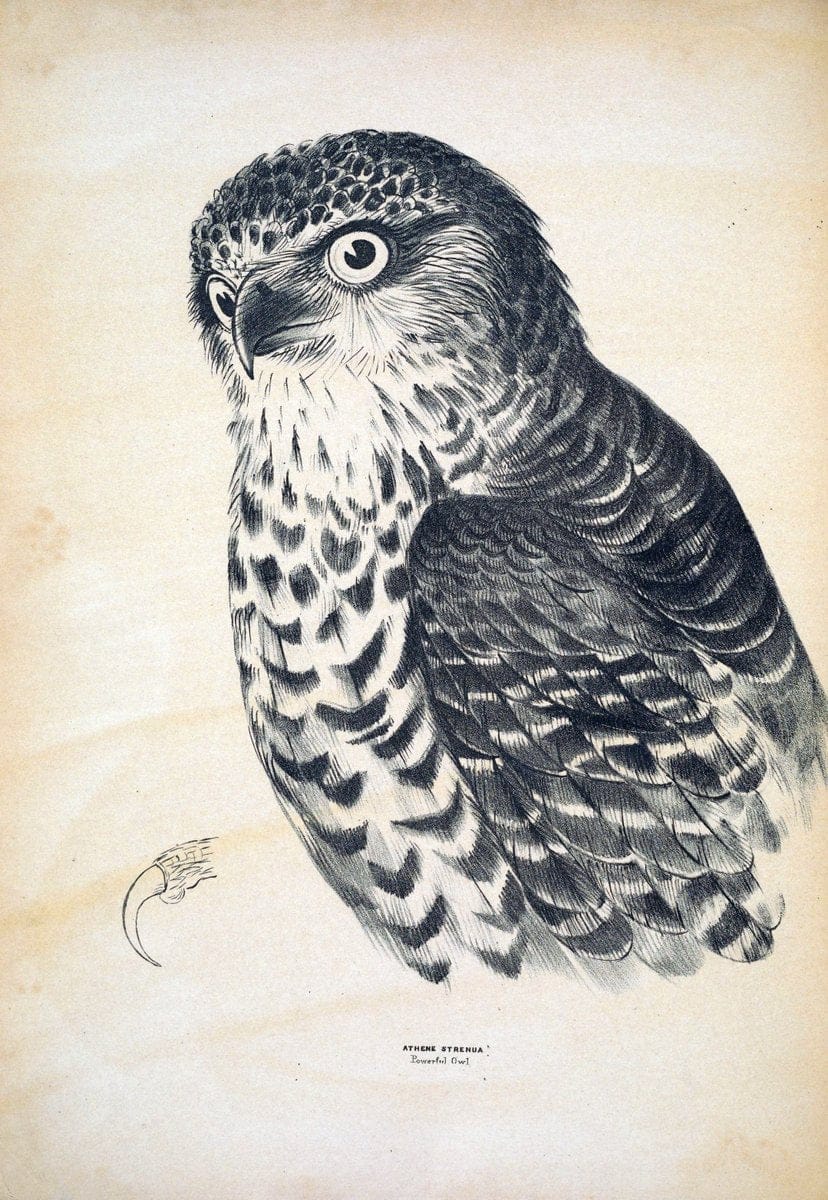 Companion to Gould's Handbook; or, Synopsis of the birds of Australia. Brisbane,Thorne & Greenwell,1877.  | Australia Birds | Vintage Print Reproduction 453342