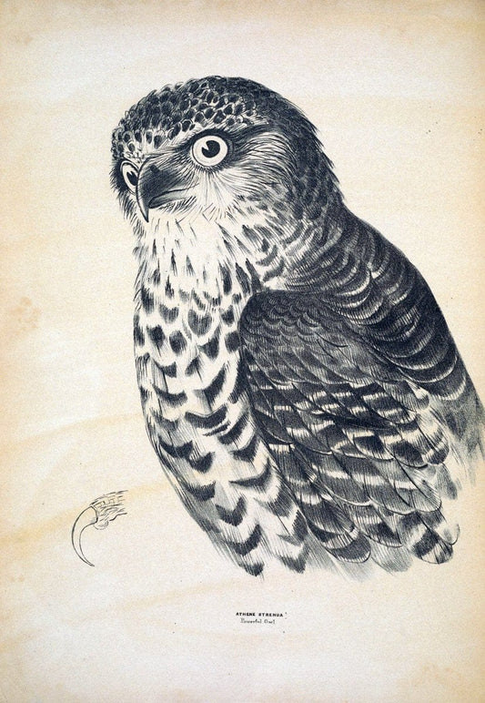 Companion to Gould's Handbook; or, Synopsis of the birds of Australia. Brisbane,Thorne & Greenwell,1877.  | Australia Birds | Vintage Print Reproduction 453342