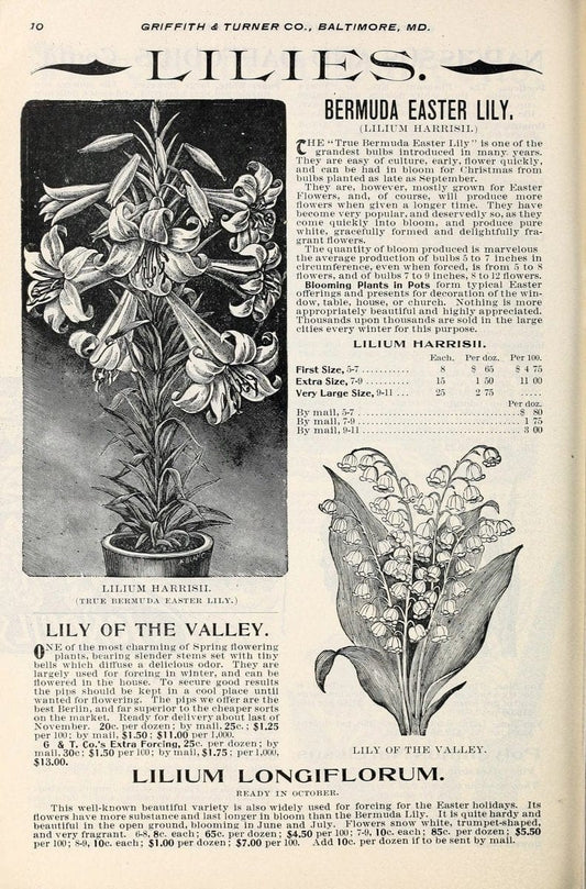 Bulbs and seeds :.Baltimore, Md. :Griffith, Turner & Co.,. | Vintage Print Reproduction 453343