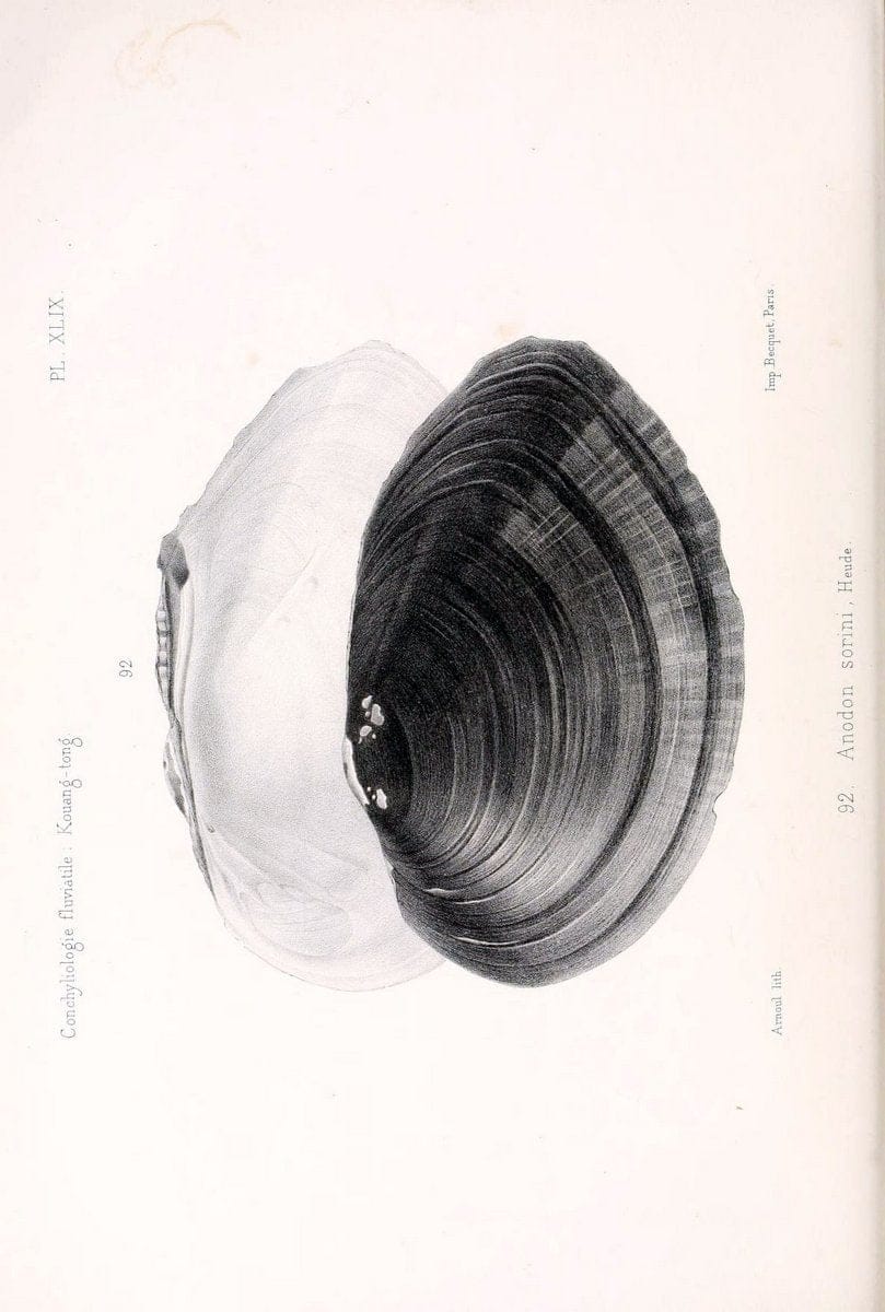 Conchyliologie fluviatile de la province de Nanking et de la Chine centrale /.Paris :Savy,[1875-1885]. | China Mollusks "Nanjing (Jiangsu Sheng)"  | Vintage Print Reproduction 453345
