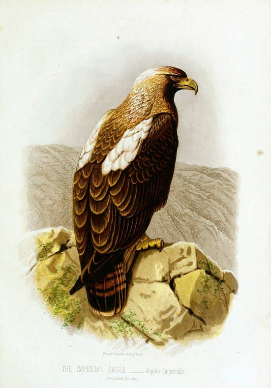 Cassell's book of birds :.London,Cassell, Petter and Galpin,[1875]. | Birds  | Vintage Print Reproduction 453346