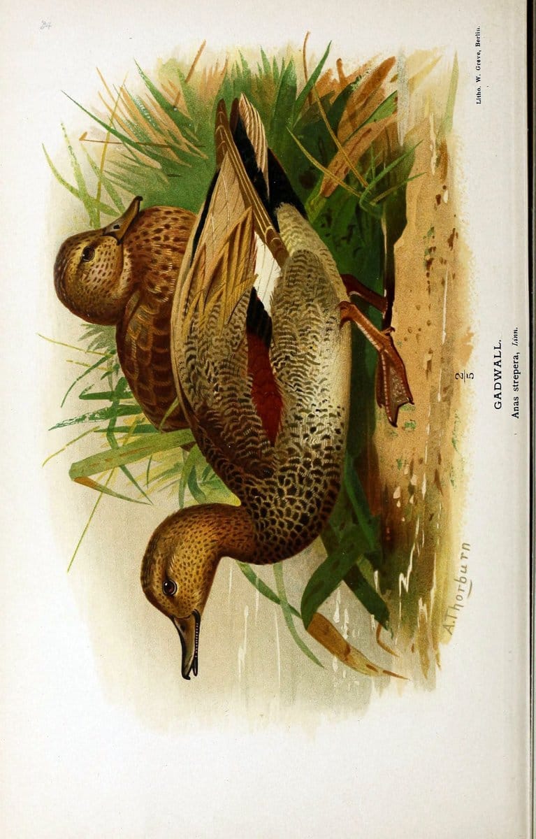 Coloured figures of the birds of the British Islands / issued by Lord Lilford. London :R | Birds "Great Britain" "Pictorial works"  | Vintage Print Reproduction 453347
