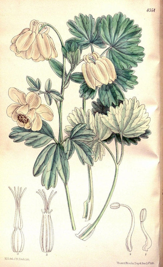 Curtis's botanical magazine. London ; New York [etc.] :Academic Press [etc.]. | "Botanical illustration" Botany Periodicals "Pictorial works" "Plants, Ornamental"  | Vintage Print Reproduction 453348