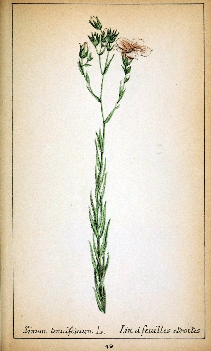 Choix de plantes de l'Europe centrale et particuliÃ¨rement de la Suisse et de la SavoieGe | Europe Central "Pictorial works" Plants "Savoy (France and Italy)" Switzerland  | Vintage Reproduction 453349