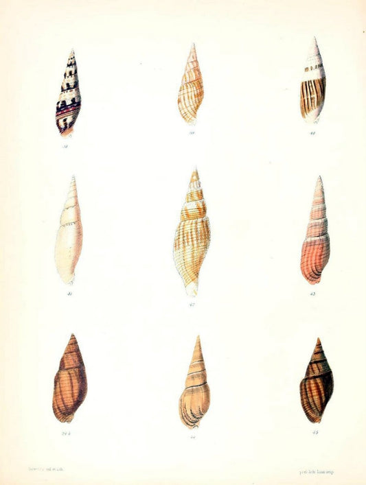 Conchologia iconica, or, Illustrations of the shells of molluscous animals /.London :Reeve, Brothers,1843-1878.  | Mollusks "Pictorial works" Shells | Vintage Print Reproduction 453350