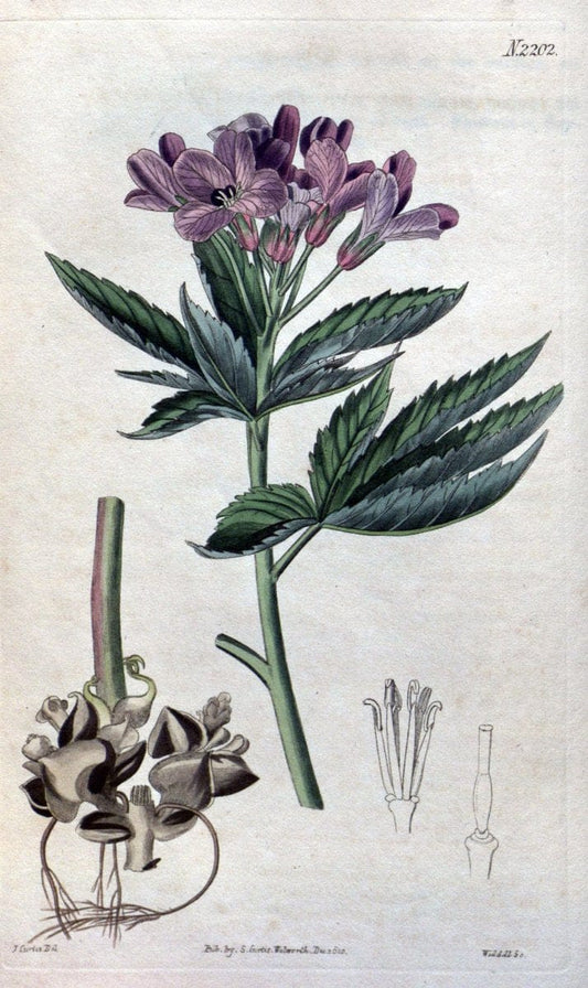 Curtis's botanical magazine. London ; New York [etc.] :Academic Press [etc.]. | "Botanical illustration" Botany Periodicals "Pictorial works" "Plants, Ornamental"  | Vintage Print Reproduction 453351