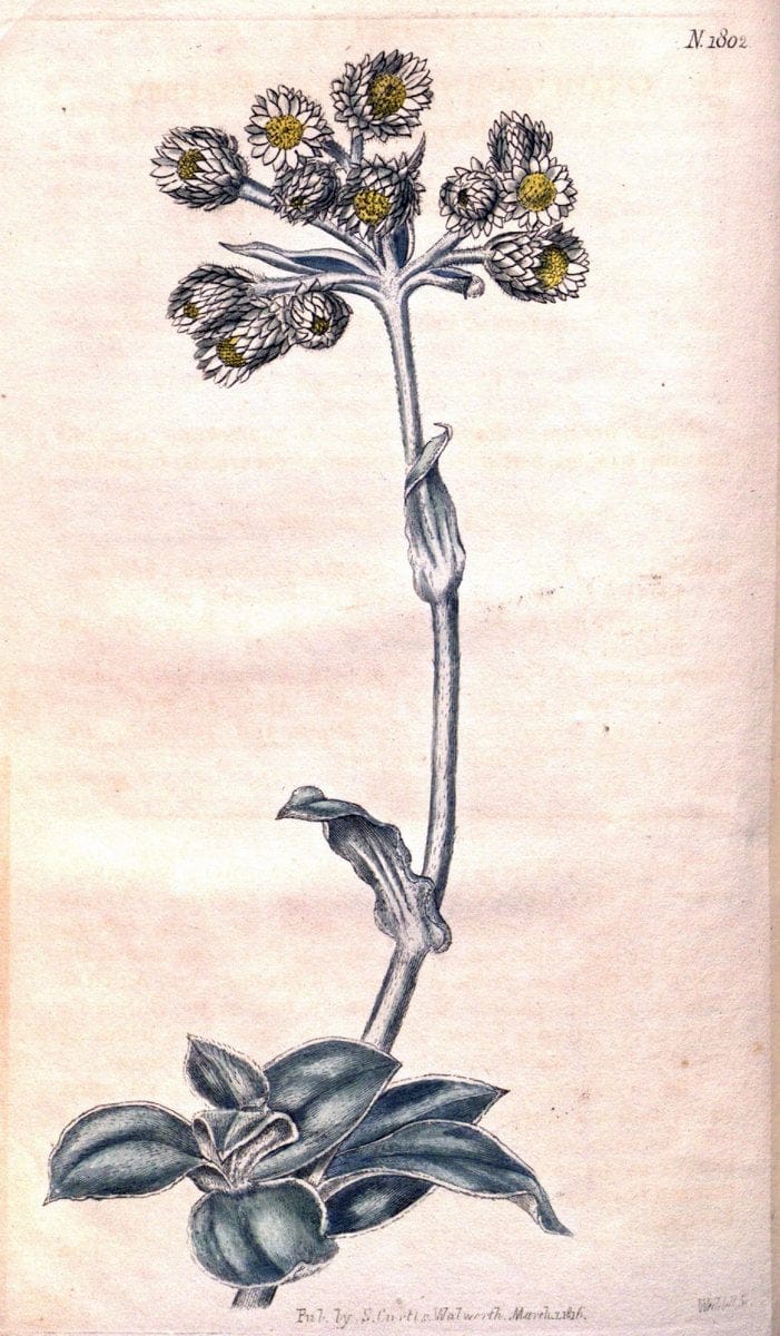 Curtis's botanical magazine. London ; New York [etc.] :Academic Press [etc.]. | "Botanical illustration" Botany Periodicals "Pictorial works" "Plants, Ornamental"  | Vintage Print Reproduction 453352