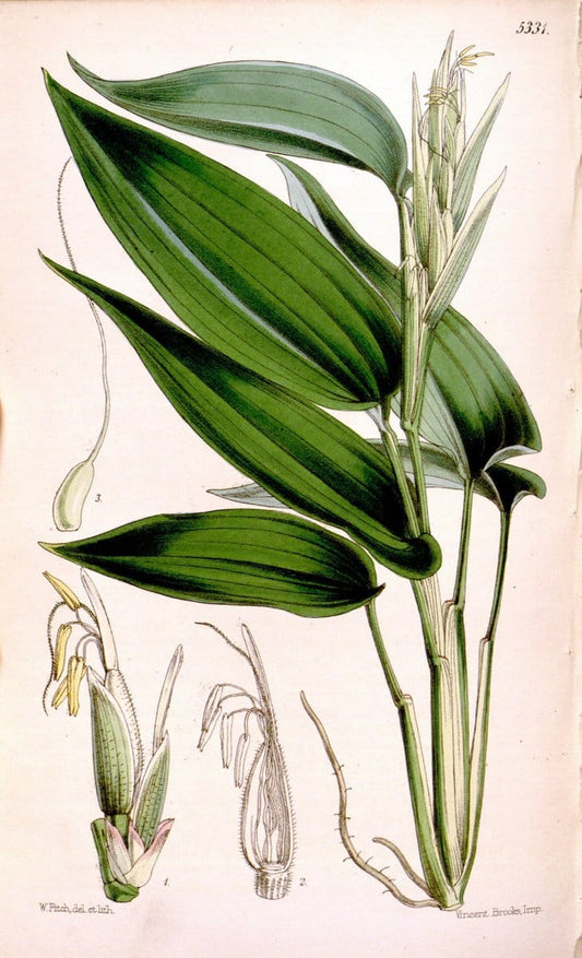 Curtis's botanical magazine. London ; New York [etc.] :Academic Press [etc.]. | "Botanical illustration" Botany Periodicals "Pictorial works" "Plants, Ornamental"  | Vintage Print Reproduction 453353