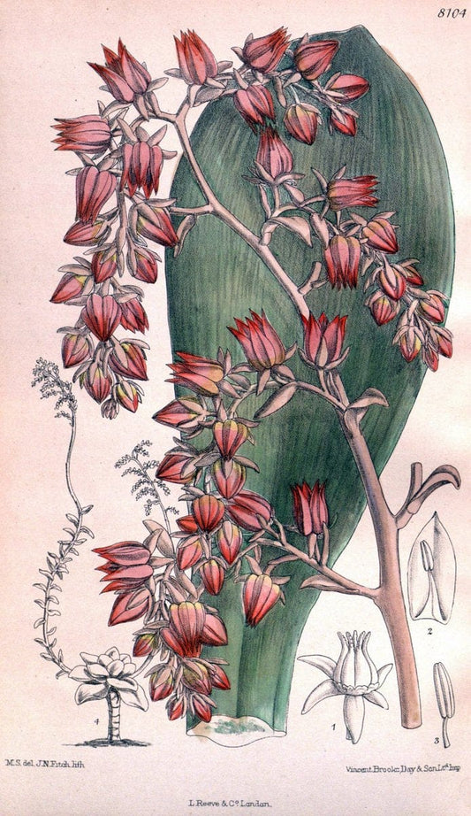 Curtis's botanical magazine. London ; New York [etc.] :Academic Press [etc.]. | "Botanical illustration" Botany Periodicals "Pictorial works" "Plants, Ornamental"  | Vintage Print Reproduction 453355