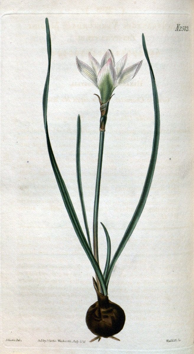 Curtis's botanical magazine. London ; New York [etc.] :Academic Press [etc.]. | "Botanical illustration" Botany Periodicals "Pictorial works" "Plants, Ornamental"  | Vintage Print Reproduction 453356