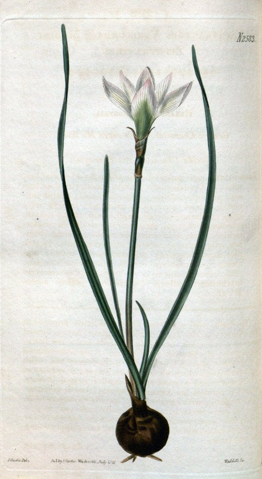 Curtis's botanical magazine. London ; New York [etc.] :Academic Press [etc.]. | "Botanical illustration" Botany Periodicals "Pictorial works" "Plants, Ornamental"  | Vintage Print Reproduction 453356
