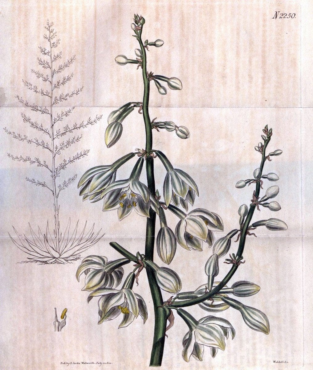 Dragable Image