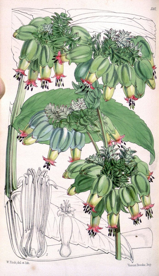 Curtis's botanical magazine. London ; New York [etc.] :Academic Press [etc.]. | "Botanical illustration" Botany Periodicals "Pictorial works" "Plants, Ornamental"  | Vintage Print Reproduction 453358