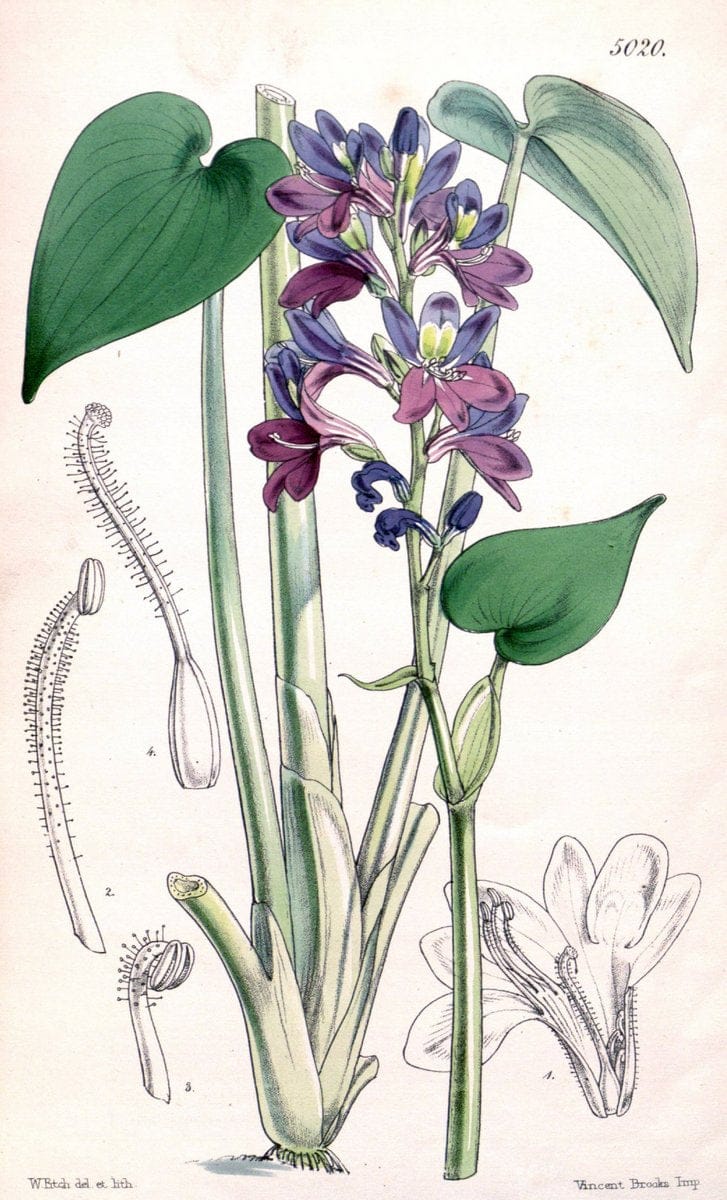 Curtis's botanical magazine. London ; New York [etc.] :Academic Press [etc.]. | "Botanical illustration" Botany Periodicals "Pictorial works" "Plants, Ornamental"  | Vintage Print Reproduction 453359