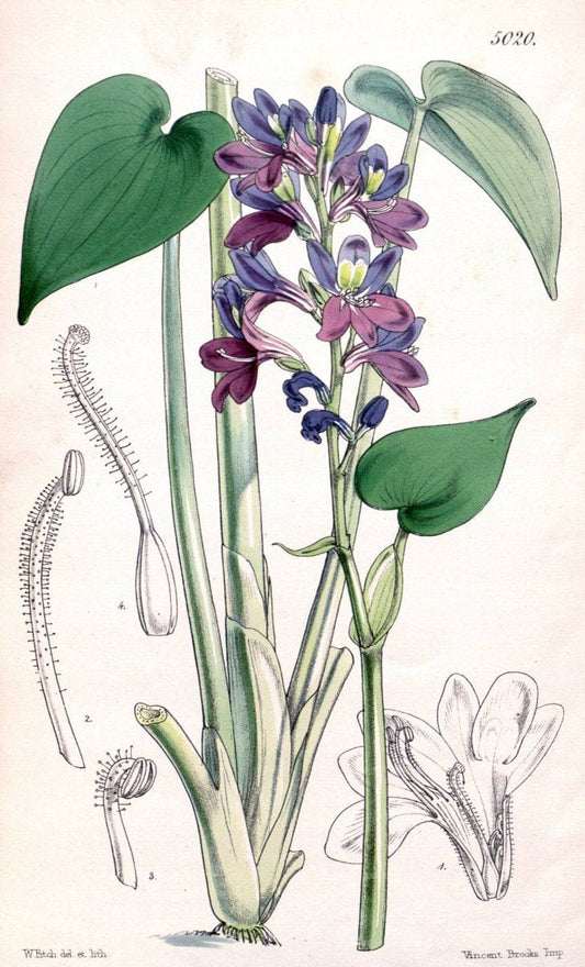 Curtis's botanical magazine. London ; New York [etc.] :Academic Press [etc.]. | "Botanical illustration" Botany Periodicals "Pictorial works" "Plants, Ornamental"  | Vintage Print Reproduction 453359