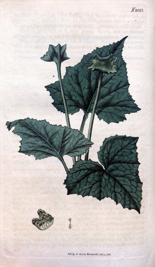 Curtis's botanical magazine. London ; New York [etc.] :Academic Press [etc.]. | "Botanical illustration" Botany Periodicals "Pictorial works" "Plants, Ornamental"  | Vintage Print Reproduction 453360