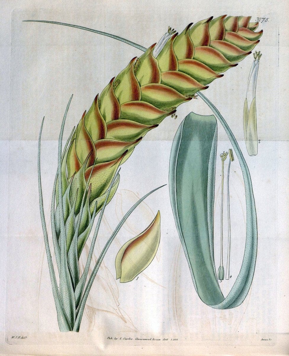 Curtis's botanical magazine. London ; New York [etc.] :Academic Press [etc.]. | "Botanical illustration" Botany Periodicals "Pictorial works" "Plants, Ornamental"  | Vintage Print Reproduction 453361