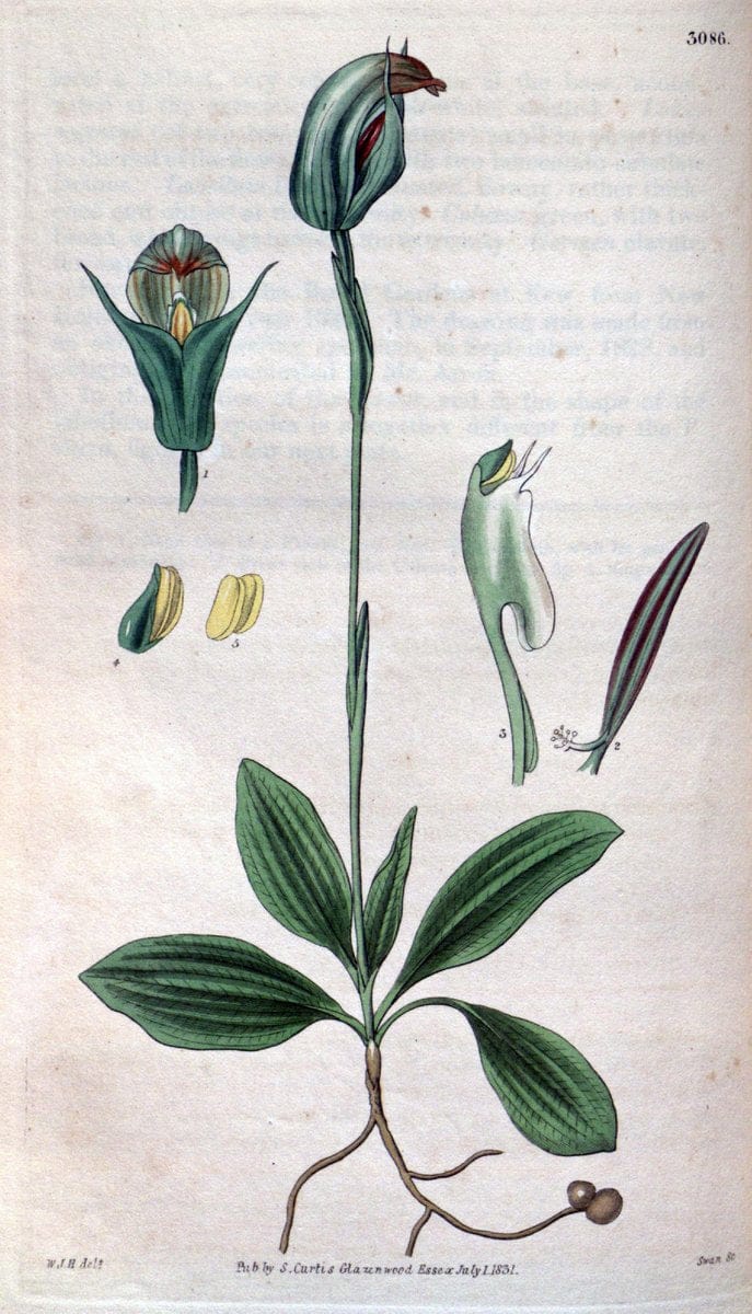 Curtis's botanical magazine..London ;New York [etc.] :Academic Press [etc.]. |  | Vintage Print Reproduction 453362