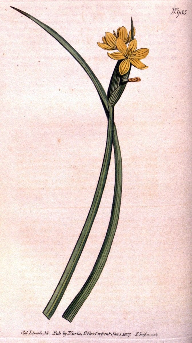 Curtis's botanical magazine. London ;New York [etc.] :Academic Press [etc.]. | Botany Periodicals "Pictorial works"  | Vintage Print Reproduction 453363